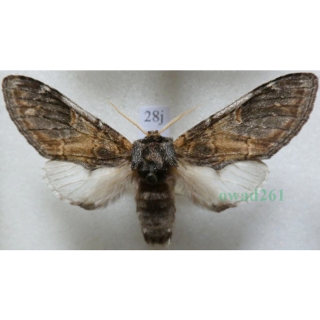 Notodonta tritophus (Denis & Schiffermüller, 1775) male Garbatka miesięcznica Czech28j